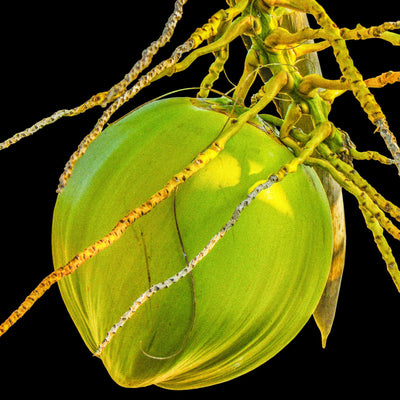 L'Huile de noix de coco : avantages, effets négatifs et comment l'utiliser